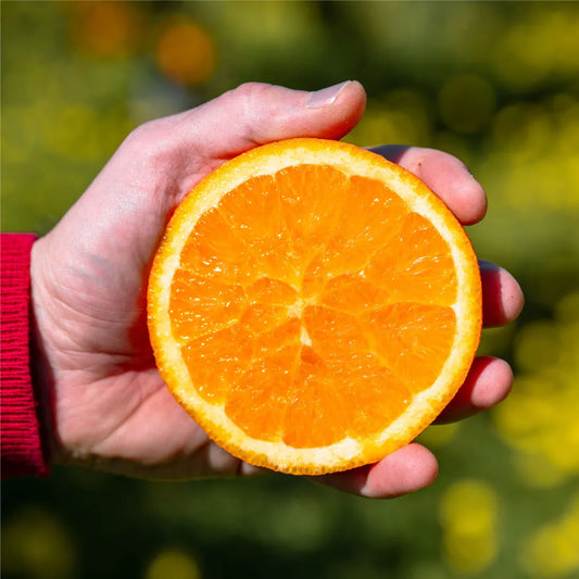 Oranges de nombril - idéal pour le jus