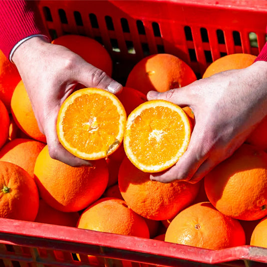 NAVEL Orangen - ideal für Saft