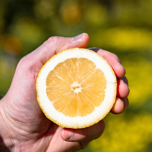 Limoni PRIMOFIORE (B2B - AMBASSADOR)